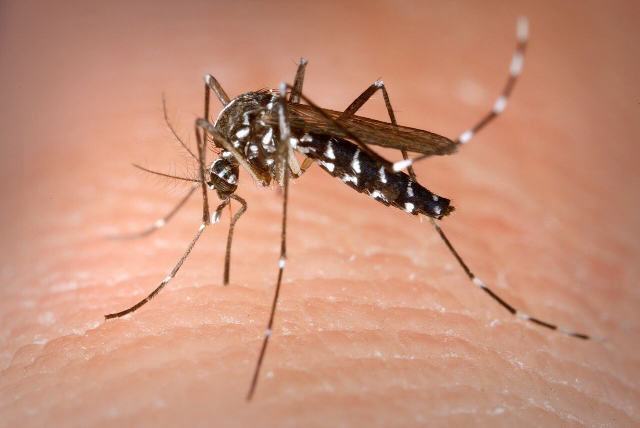 Provvedimenti e misure di lotta per il contenimento delle zanzare. prevenzione degli eventuali focolai di malattie trasmesse da vettori 